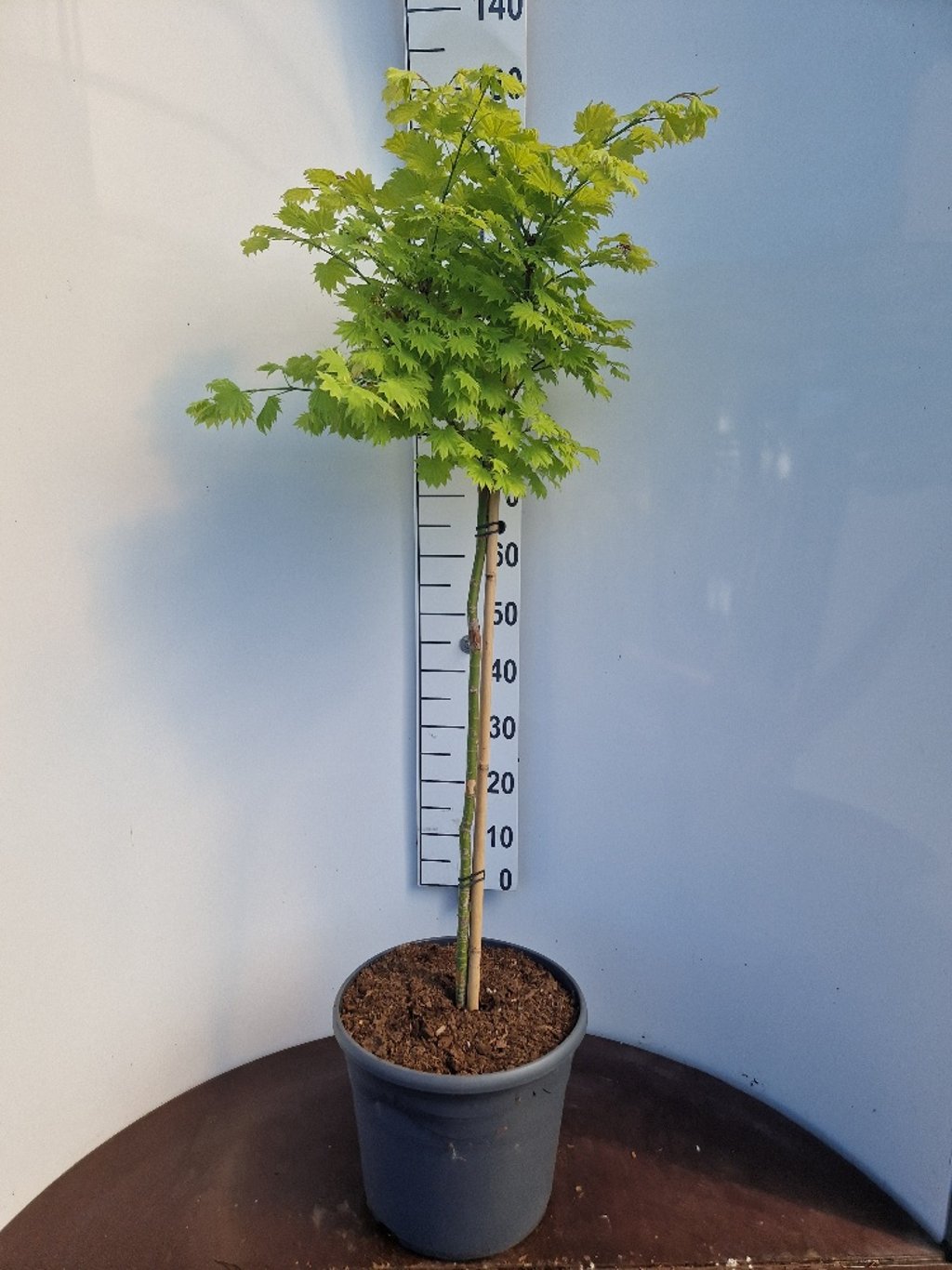 Acer shirasawanum 'Aureum' - 80 CM Stem Cont.